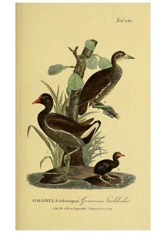 Reproducción/Reproduction 6058904439: Johann Andreas Naumann's ... Naturgeschichte der Vögel Deutschlands, nach einigen Erfahrungen entworfen. 13.T.Plates Leipzig :G. Fleischer,1820-1860