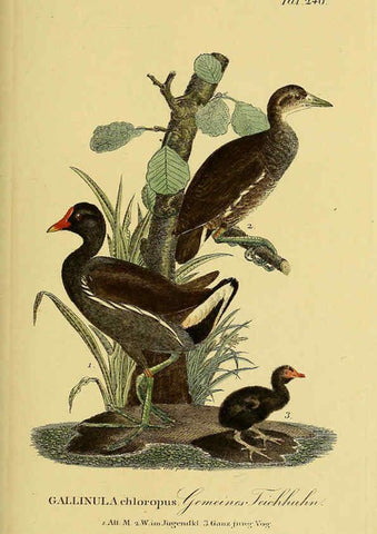 Reproducción/Reproduction 6058904439: Johann Andreas Naumann's ... Naturgeschichte der Vögel Deutschlands, nach einigen Erfahrungen entworfen. 13.T.Plates Leipzig :G. Fleischer,1820-1860
