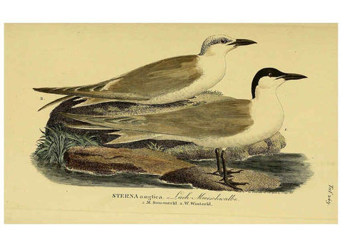 Reproducción/Reproduction 6058907647: Johann Andreas Naumann's ... Naturgeschichte der Vögel Deutschlands, nach einigen Erfahrungen entworfen. 13.T.Plates Leipzig :G. Fleischer,1820-1860