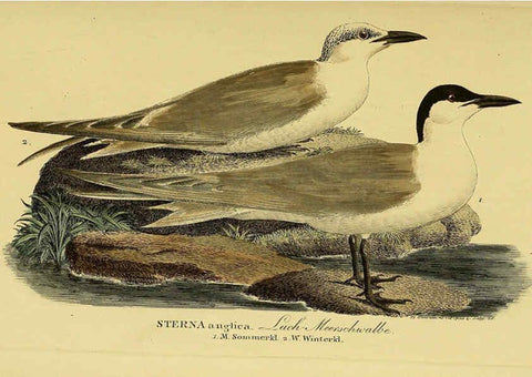 Reproducción/Reproduction 6058907647: Johann Andreas Naumann's ... Naturgeschichte der Vögel Deutschlands, nach einigen Erfahrungen entworfen. 13.T.Plates Leipzig :G. Fleischer,1820-1860