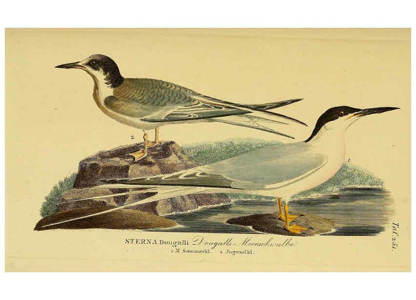 Reproducción/Reproduction 6058908273: Johann Andreas Naumann's ... Naturgeschichte der Vögel Deutschlands, nach einigen Erfahrungen entworfen. 13.T.Plates Leipzig :G. Fleischer,1820-1860