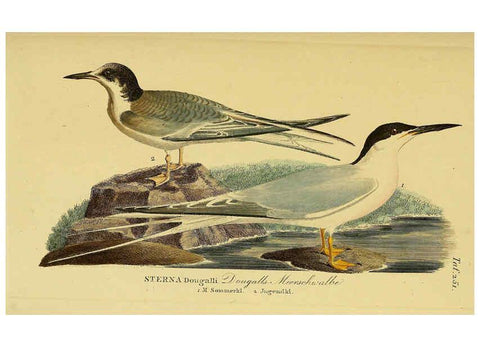 Reproducción/Reproduction 6058908273: Johann Andreas Naumann's ... Naturgeschichte der Vögel Deutschlands, nach einigen Erfahrungen entworfen. 13.T.Plates Leipzig :G. Fleischer,1820-1860