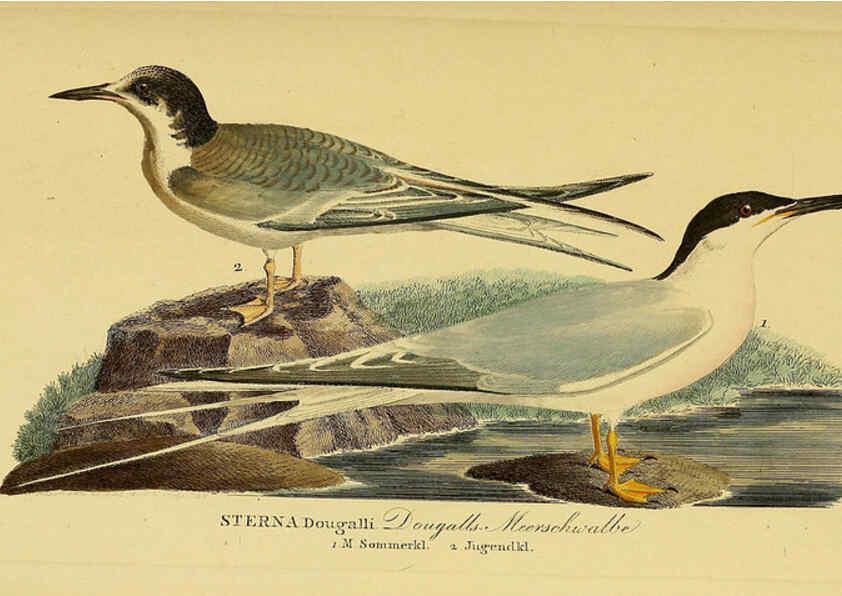 Reproducción/Reproduction 6058908273: Johann Andreas Naumann's ... Naturgeschichte der Vögel Deutschlands, nach einigen Erfahrungen entworfen. 13.T.Plates Leipzig :G. Fleischer,1820-1860
