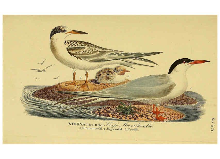 Reproducción/Reproduction 6059456140: Johann Andreas Naumann's ... Naturgeschichte der Vögel Deutschlands, nach einigen Erfahrungen entworfen. 13.T.Plates Leipzig :G. Fleischer,1820-1860