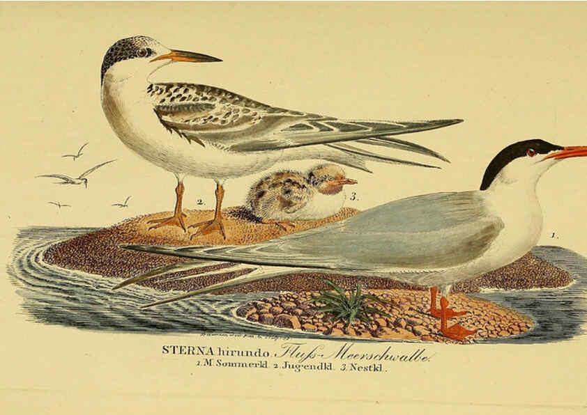 Reproducción/Reproduction 6059456140: Johann Andreas Naumann's ... Naturgeschichte der Vögel Deutschlands, nach einigen Erfahrungen entworfen. 13.T.Plates Leipzig :G. Fleischer,1820-1860
