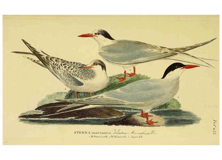 Reproducción/Reproduction 6058908825: Johann Andreas Naumann's ... Naturgeschichte der Vögel Deutschlands, nach einigen Erfahrungen entworfen. 13.T.Plates Leipzig :G. Fleischer,1820-1860