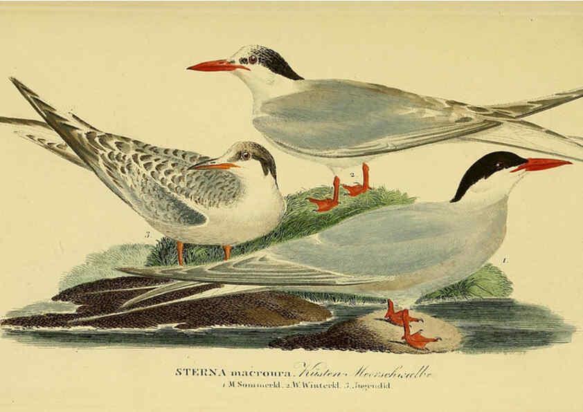 Reproducción/Reproduction 6058908825: Johann Andreas Naumann's ... Naturgeschichte der Vögel Deutschlands, nach einigen Erfahrungen entworfen. 13.T.Plates Leipzig :G. Fleischer,1820-1860