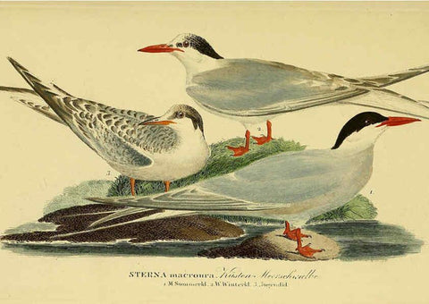 Reproducción/Reproduction 6058908825: Johann Andreas Naumann's ... Naturgeschichte der Vögel Deutschlands, nach einigen Erfahrungen entworfen. 13.T.Plates Leipzig :G. Fleischer,1820-1860