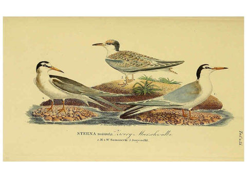 Reproducción/Reproduction 6058909157: Johann Andreas Naumann's ... Naturgeschichte der Vögel Deutschlands, nach einigen Erfahrungen entworfen. 13.T.Plates Leipzig :G. Fleischer,1820-1860