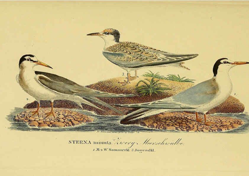 Reproducción/Reproduction 6058909157: Johann Andreas Naumann's ... Naturgeschichte der Vögel Deutschlands, nach einigen Erfahrungen entworfen. 13.T.Plates Leipzig :G. Fleischer,1820-1860