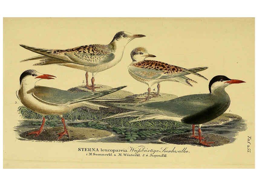Reproducción/Reproduction 6059457020: Johann Andreas Naumann's ... Naturgeschichte der Vögel Deutschlands, nach einigen Erfahrungen entworfen. 13.T.Plates Leipzig :G. Fleischer,1820-1860
