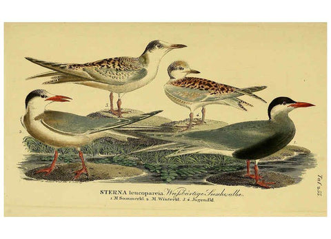Reproducción/Reproduction 6059457020: Johann Andreas Naumann's ... Naturgeschichte der Vögel Deutschlands, nach einigen Erfahrungen entworfen. 13.T.Plates Leipzig :G. Fleischer,1820-1860