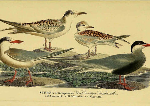 Reproducción/Reproduction 6059457020: Johann Andreas Naumann's ... Naturgeschichte der Vögel Deutschlands, nach einigen Erfahrungen entworfen. 13.T.Plates Leipzig :G. Fleischer,1820-1860