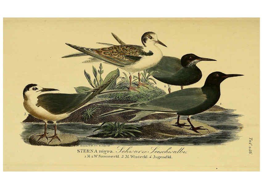 Reproducción/Reproduction 6059457378: Johann Andreas Naumann's ... Naturgeschichte der Vögel Deutschlands, nach einigen Erfahrungen entworfen. 13.T.Plates Leipzig :G. Fleischer,1820-1860