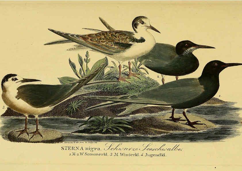 Reproducción/Reproduction 6059457378: Johann Andreas Naumann's ... Naturgeschichte der Vögel Deutschlands, nach einigen Erfahrungen entworfen. 13.T.Plates Leipzig :G. Fleischer,1820-1860