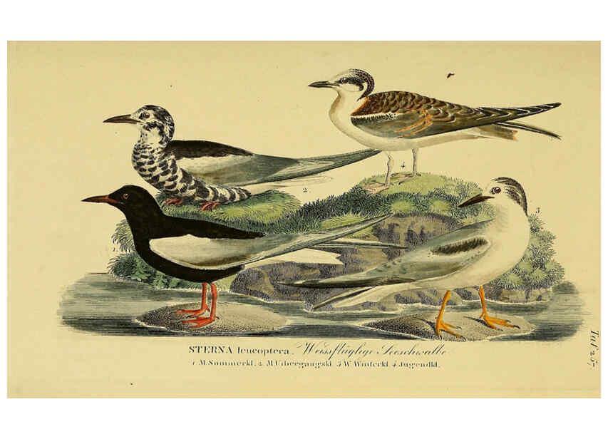 Reproducción/Reproduction 6058910171: Johann Andreas Naumann's ... Naturgeschichte der Vögel Deutschlands, nach einigen Erfahrungen entworfen. 13.T.Plates Leipzig :G. Fleischer,1820-1860