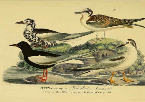 Reproducción/Reproduction 6058910171: Johann Andreas Naumann's ... Naturgeschichte der Vögel Deutschlands, nach einigen Erfahrungen entworfen. 13.T.Plates Leipzig :G. Fleischer,1820-1860