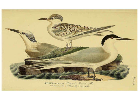 Reproducción/Reproduction 6058908019: Johann Andreas Naumann's ... Naturgeschichte der Vögel Deutschlands, nach einigen Erfahrungen entworfen. 13.T.Plates Leipzig :G. Fleischer,1820-1860