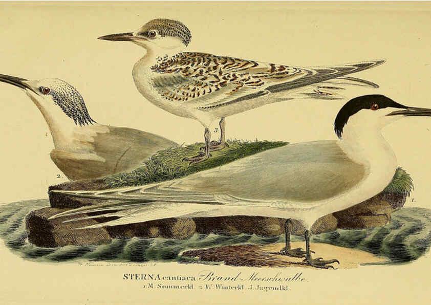 Reproducción/Reproduction 6058908019: Johann Andreas Naumann's ... Naturgeschichte der Vögel Deutschlands, nach einigen Erfahrungen entworfen. 13.T.Plates Leipzig :G. Fleischer,1820-1860