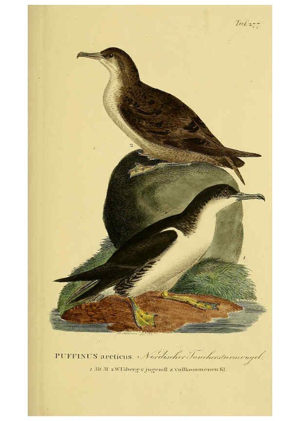 Reproducción/Reproduction 6058917309: Johann Andreas Naumann's ... Naturgeschichte der Vögel Deutschlands, nach einigen Erfahrungen entworfen. 13.T.Plates Leipzig :G. Fleischer,1820-1860