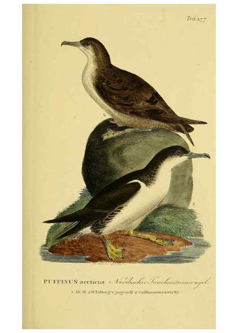 Reproducción/Reproduction 6058917309: Johann Andreas Naumann's ... Naturgeschichte der Vögel Deutschlands, nach einigen Erfahrungen entworfen. 13.T.Plates Leipzig :G. Fleischer,1820-1860