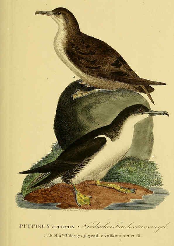 Reproducción/Reproduction 6058917309: Johann Andreas Naumann's ... Naturgeschichte der Vögel Deutschlands, nach einigen Erfahrungen entworfen. 13.T.Plates Leipzig :G. Fleischer,1820-1860