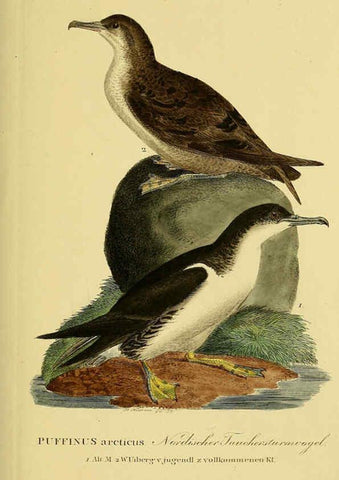 Reproducción/Reproduction 6058917309: Johann Andreas Naumann's ... Naturgeschichte der Vögel Deutschlands, nach einigen Erfahrungen entworfen. 13.T.Plates Leipzig :G. Fleischer,1820-1860