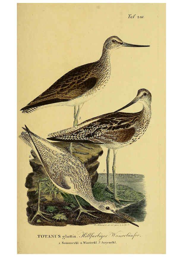Reproducción/Reproduction 6058890937: Johann Andreas Naumann's ... Naturgeschichte der Vögel Deutschlands, nach einigen Erfahrungen entworfen. 13.T.Plates Leipzig :G. Fleischer,1820-1860