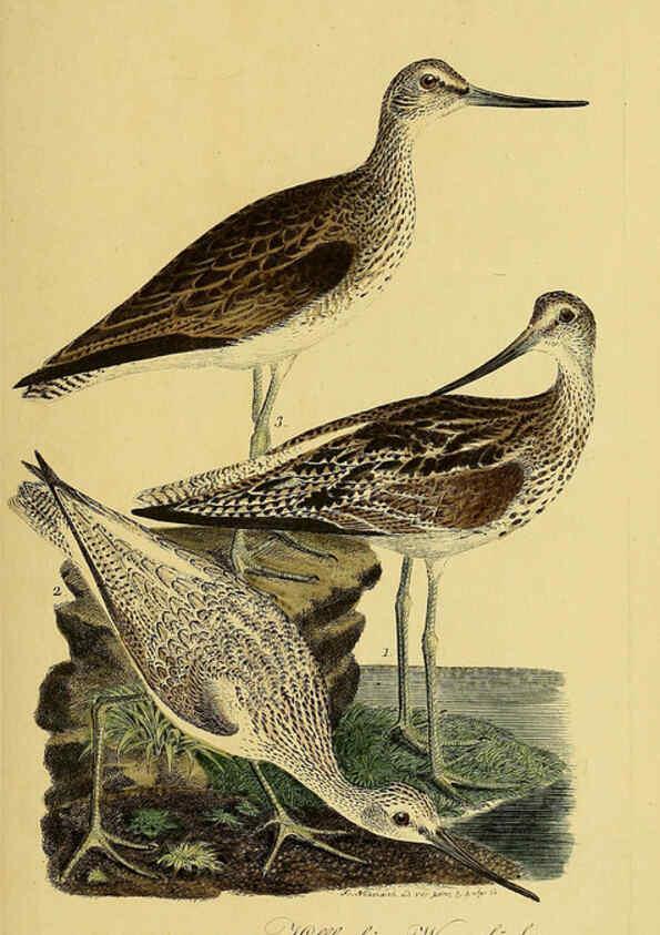 Reproducción/Reproduction 6058890937: Johann Andreas Naumann's ... Naturgeschichte der Vögel Deutschlands, nach einigen Erfahrungen entworfen. 13.T.Plates Leipzig :G. Fleischer,1820-1860