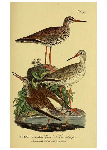 Reproducción/Reproduction 6058890287: Johann Andreas Naumann's ... Naturgeschichte der Vögel Deutschlands, nach einigen Erfahrungen entworfen. 13.T.Plates Leipzig :G. Fleischer,1820-1860