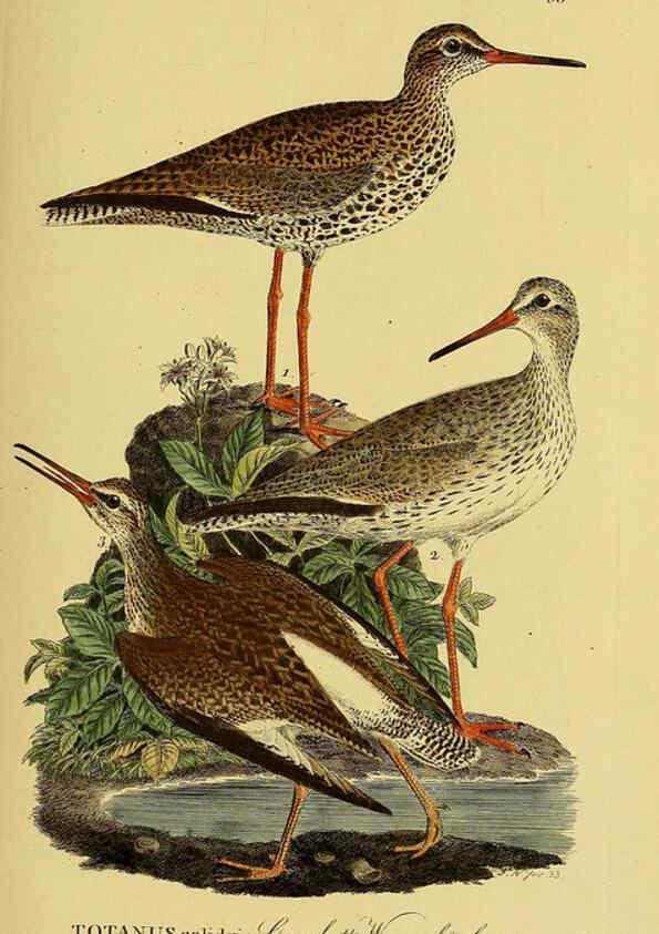 Reproducción/Reproduction 6058890287: Johann Andreas Naumann's ... Naturgeschichte der Vögel Deutschlands, nach einigen Erfahrungen entworfen. 13.T.Plates Leipzig :G. Fleischer,1820-1860