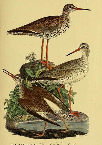 Reproducción/Reproduction 6058890287: Johann Andreas Naumann's ... Naturgeschichte der Vögel Deutschlands, nach einigen Erfahrungen entworfen. 13.T.Plates Leipzig :G. Fleischer,1820-1860
