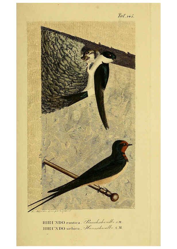 Reproducción/Reproduction 6059418604: Johann Andreas Naumann's ... Naturgeschichte der Vögel Deutschlands, nach einigen Erfahrungen entworfen. 13.T.Plates Leipzig :G. Fleischer,1820-1860