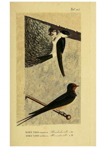 Reproducción/Reproduction 6059418604: Johann Andreas Naumann's ... Naturgeschichte der Vögel Deutschlands, nach einigen Erfahrungen entworfen. 13.T.Plates Leipzig :G. Fleischer,1820-1860