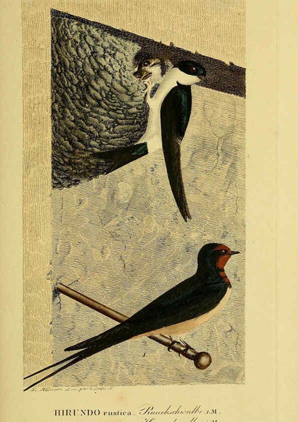 Reproducción/Reproduction 6059418604: Johann Andreas Naumann's ... Naturgeschichte der Vögel Deutschlands, nach einigen Erfahrungen entworfen. 13.T.Plates Leipzig :G. Fleischer,1820-1860