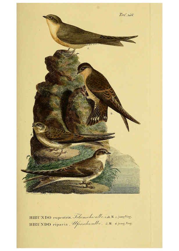 Reproducción/Reproduction 6059419106: Johann Andreas Naumann's ... Naturgeschichte der Vögel Deutschlands, nach einigen Erfahrungen entworfen. 13.T.Plates Leipzig :G. Fleischer,1820-1860