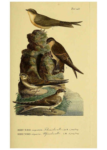 Reproducción/Reproduction 6059419106: Johann Andreas Naumann's ... Naturgeschichte der Vögel Deutschlands, nach einigen Erfahrungen entworfen. 13.T.Plates Leipzig :G. Fleischer,1820-1860