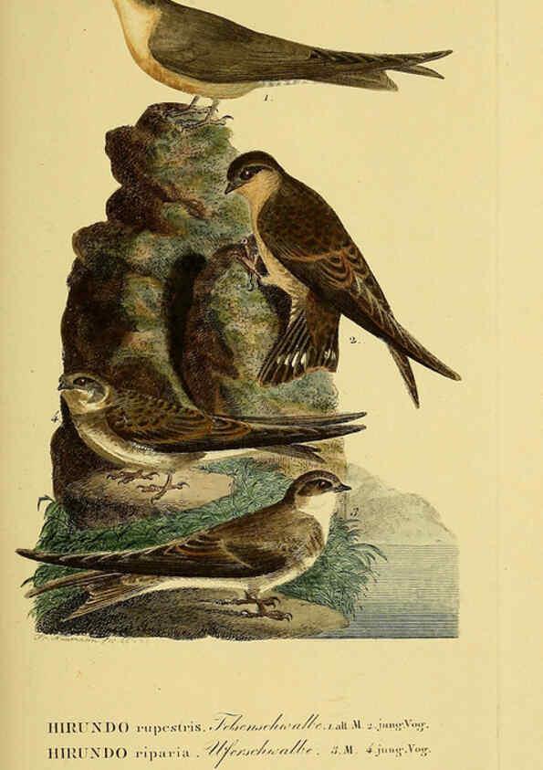 Reproducción/Reproduction 6059419106: Johann Andreas Naumann's ... Naturgeschichte der Vögel Deutschlands, nach einigen Erfahrungen entworfen. 13.T.Plates Leipzig :G. Fleischer,1820-1860