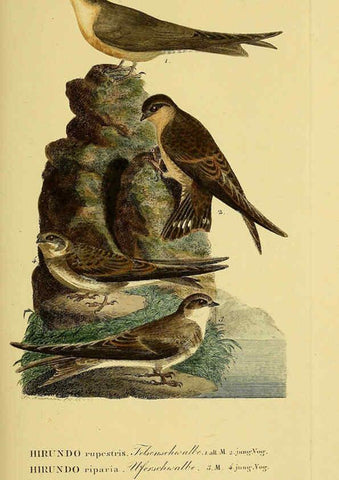 Reproducción/Reproduction 6059419106: Johann Andreas Naumann's ... Naturgeschichte der Vögel Deutschlands, nach einigen Erfahrungen entworfen. 13.T.Plates Leipzig :G. Fleischer,1820-1860