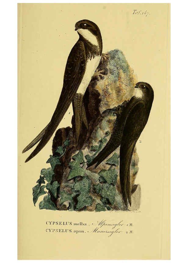 Reproducción/Reproduction 6059419440: Johann Andreas Naumann's ... Naturgeschichte der Vögel Deutschlands, nach einigen Erfahrungen entworfen. 13.T.Plates Leipzig :G. Fleischer,1820-1860