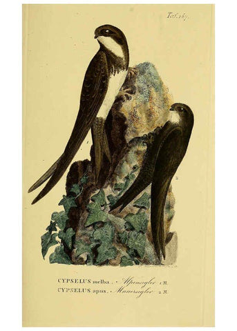 Reproducción/Reproduction 6059419440: Johann Andreas Naumann's ... Naturgeschichte der Vögel Deutschlands, nach einigen Erfahrungen entworfen. 13.T.Plates Leipzig :G. Fleischer,1820-1860