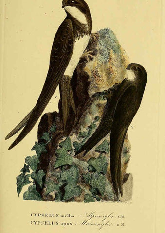 Reproducción/Reproduction 6059419440: Johann Andreas Naumann's ... Naturgeschichte der Vögel Deutschlands, nach einigen Erfahrungen entworfen. 13.T.Plates Leipzig :G. Fleischer,1820-1860