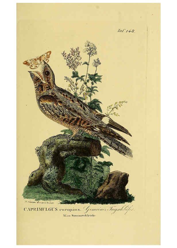 Reproducción/Reproduction 6059419788: Johann Andreas Naumann's ... Naturgeschichte der Vögel Deutschlands, nach einigen Erfahrungen entworfen. 13.T.Plates Leipzig :G. Fleischer,1820-1860