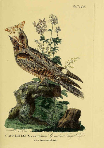 Reproducción/Reproduction 6059419788: Johann Andreas Naumann's ... Naturgeschichte der Vögel Deutschlands, nach einigen Erfahrungen entworfen. 13.T.Plates Leipzig :G. Fleischer,1820-1860