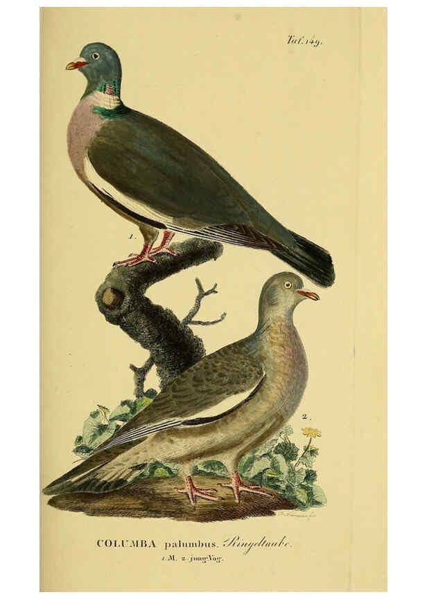 Reproducción/Reproduction 6059420114: Johann Andreas Naumann's ... Naturgeschichte der Vögel Deutschlands, nach einigen Erfahrungen entworfen. 13.T.Plates Leipzig :G. Fleischer,1820-1860