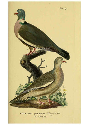 Reproducción/Reproduction 6059420114: Johann Andreas Naumann's ... Naturgeschichte der Vögel Deutschlands, nach einigen Erfahrungen entworfen. 13.T.Plates Leipzig :G. Fleischer,1820-1860