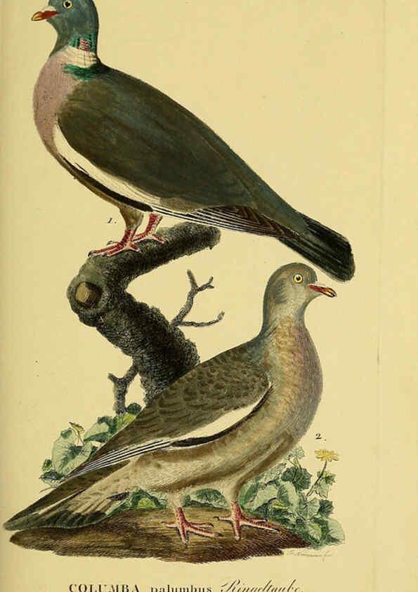 Reproducción/Reproduction 6059420114: Johann Andreas Naumann's ... Naturgeschichte der Vögel Deutschlands, nach einigen Erfahrungen entworfen. 13.T.Plates Leipzig :G. Fleischer,1820-1860