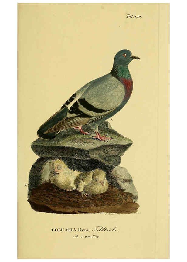Reproducción/Reproduction 6058873143: Johann Andreas Naumann's ... Naturgeschichte der Vögel Deutschlands, nach einigen Erfahrungen entworfen. 13.T.Plates Leipzig :G. Fleischer,1820-1860