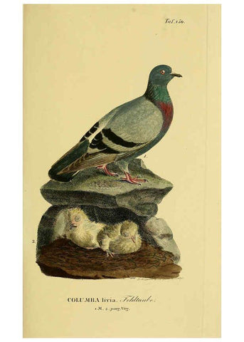 Reproducción/Reproduction 6058873143: Johann Andreas Naumann's ... Naturgeschichte der Vögel Deutschlands, nach einigen Erfahrungen entworfen. 13.T.Plates Leipzig :G. Fleischer,1820-1860
