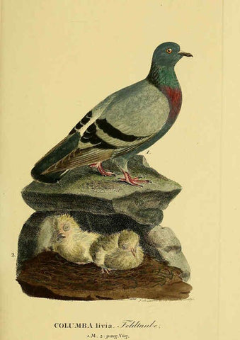 Reproducción/Reproduction 6058873143: Johann Andreas Naumann's ... Naturgeschichte der Vögel Deutschlands, nach einigen Erfahrungen entworfen. 13.T.Plates Leipzig :G. Fleischer,1820-1860